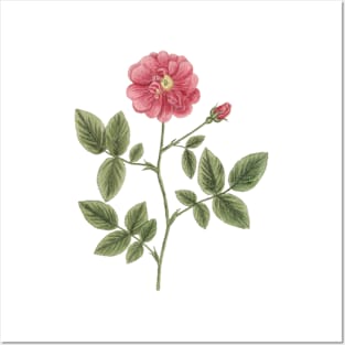 Wild Rose Flower Vintage Botanical Illustration Posters and Art